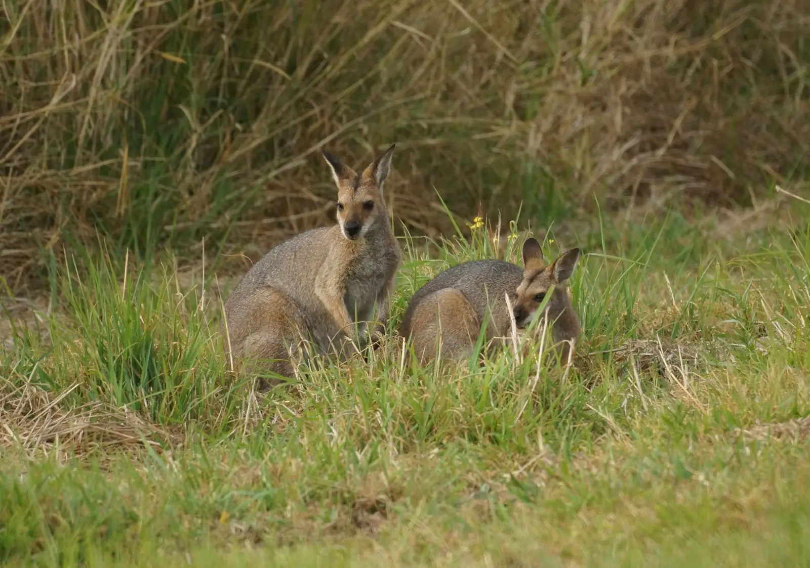 Red-Necked-Wallaby 08