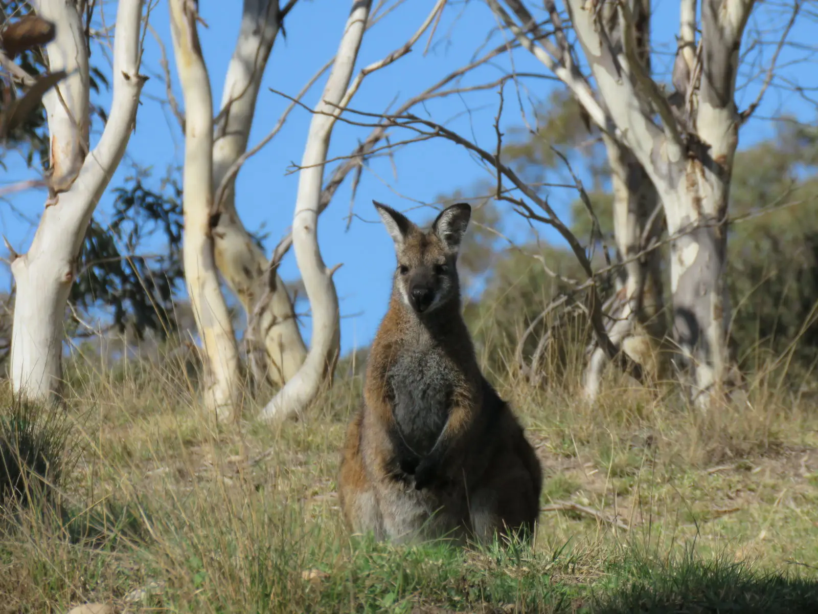 Red-Necked-Wallaby 09