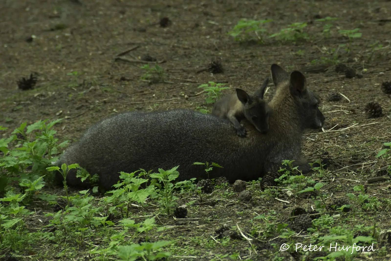 Red-Necked-Wallaby 10