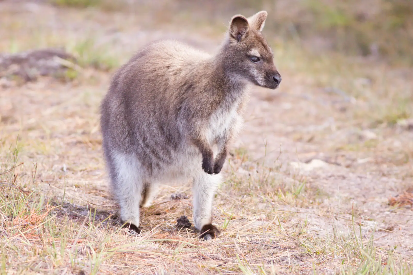 Red-Necked-Wallaby 11