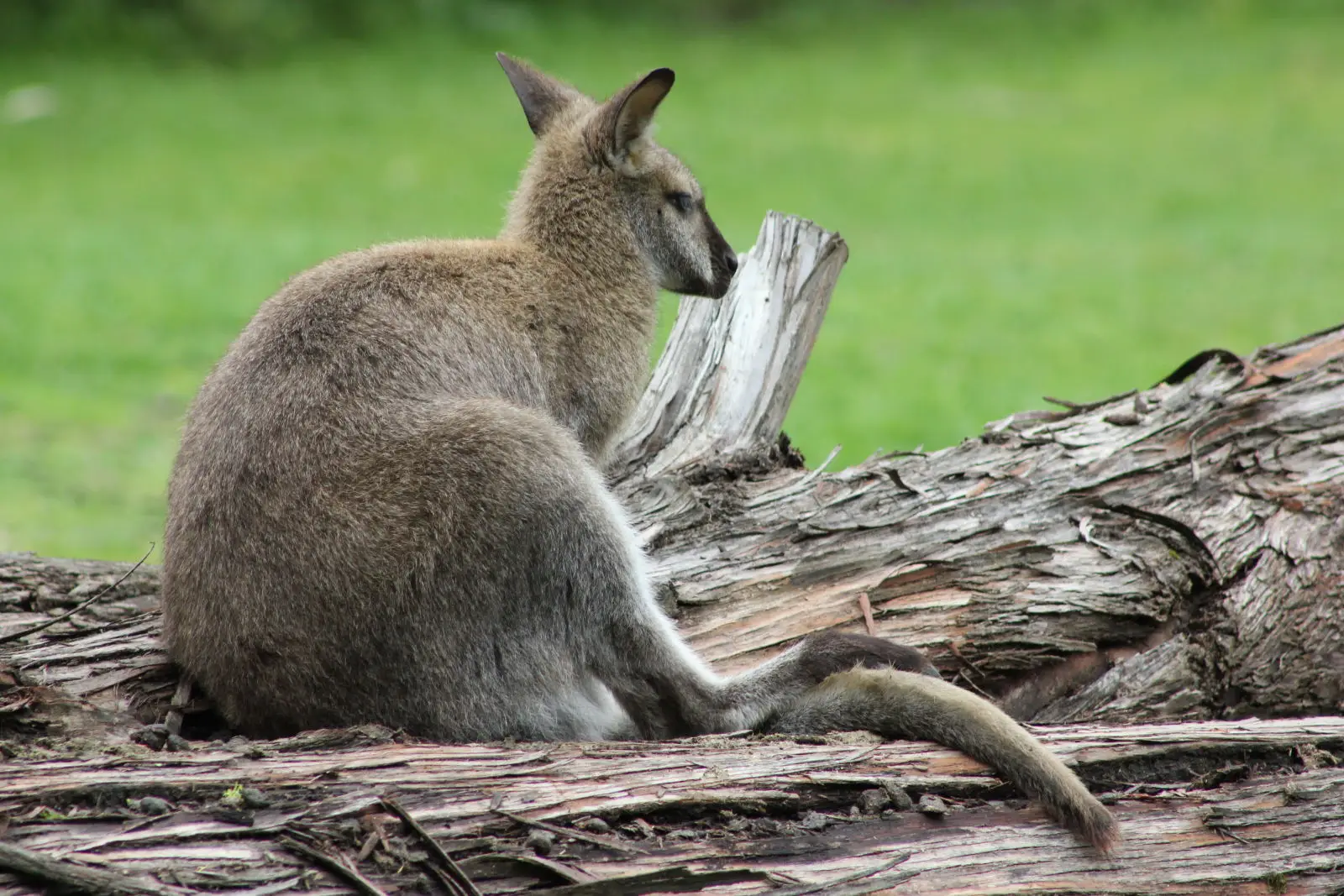Red-Necked-Wallaby 12