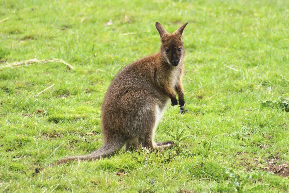 Red-Necked-Wallaby 13