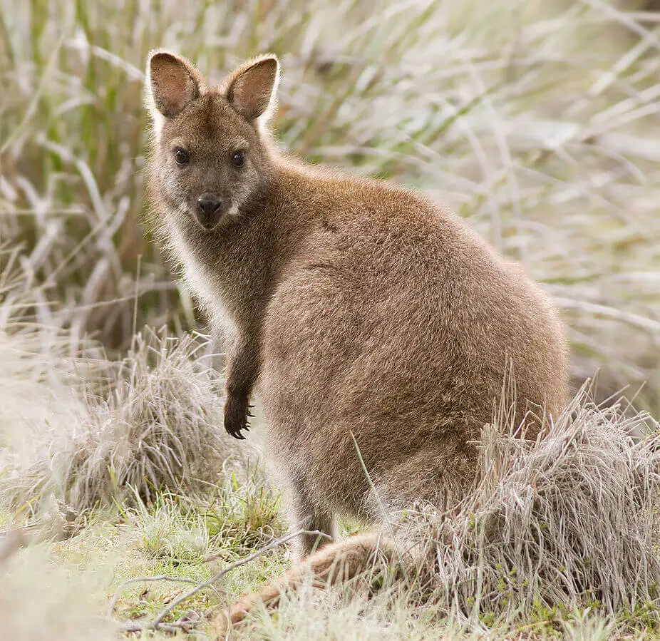 Red-Necked-Wallaby 14