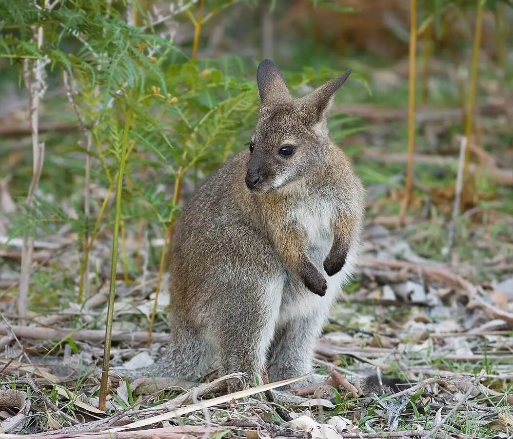 Red-Necked-Wallaby 15