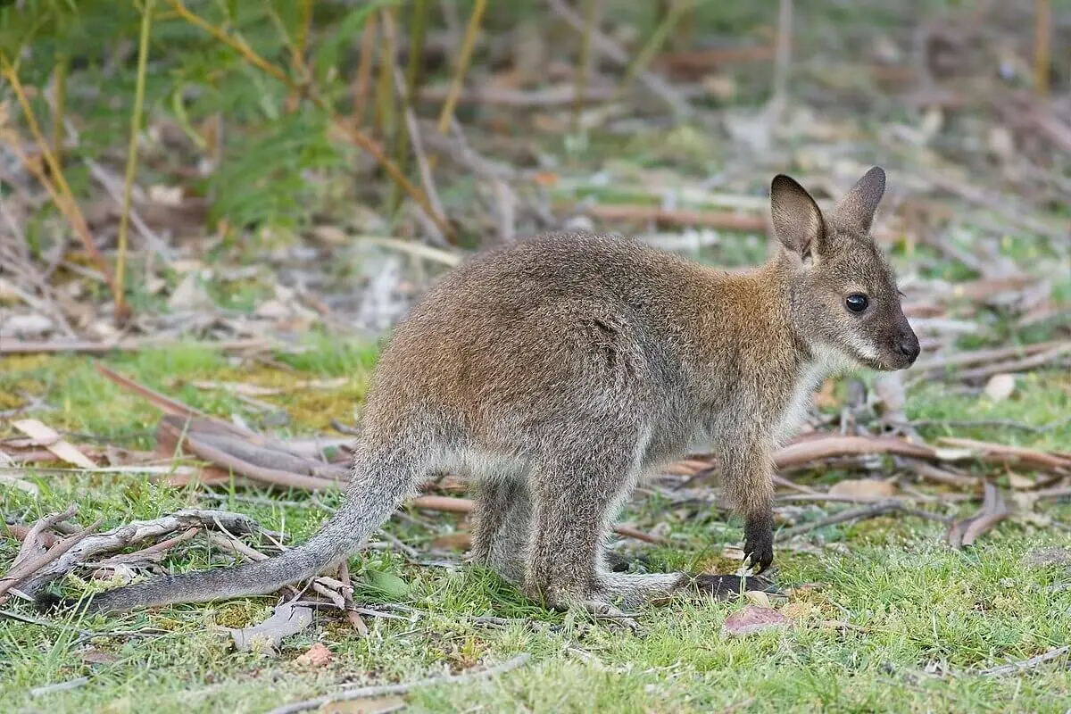Red-Necked-Wallaby 16