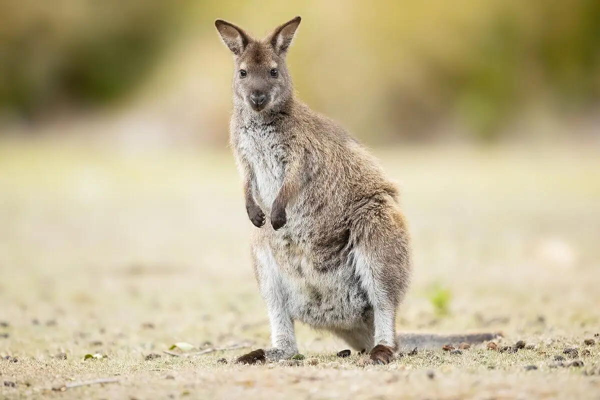 Red-Necked-Wallaby 17