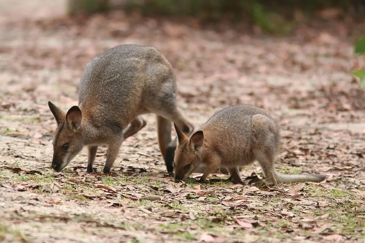 Red-Necked-Wallaby 18