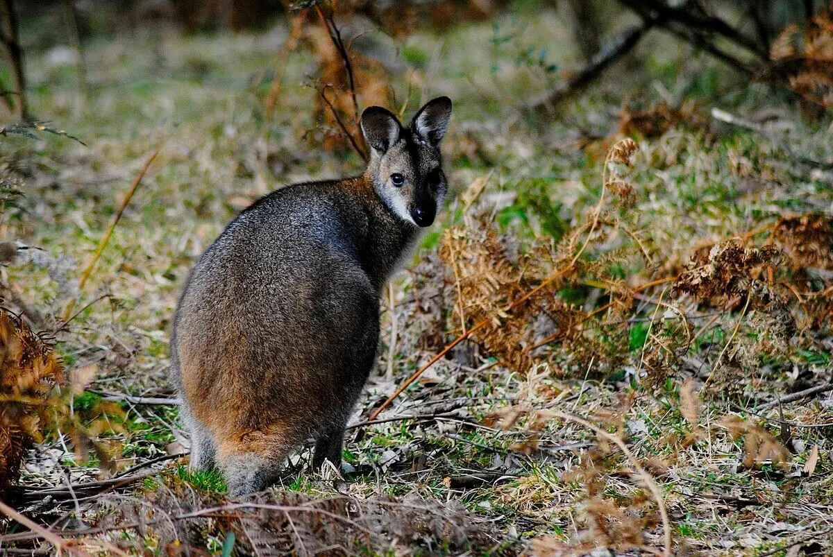 Red-Necked-Wallaby 19