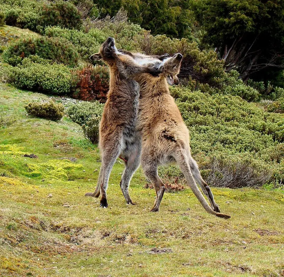 Red-Necked-Wallaby 20