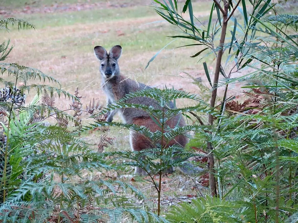Red-Necked-Wallaby 22