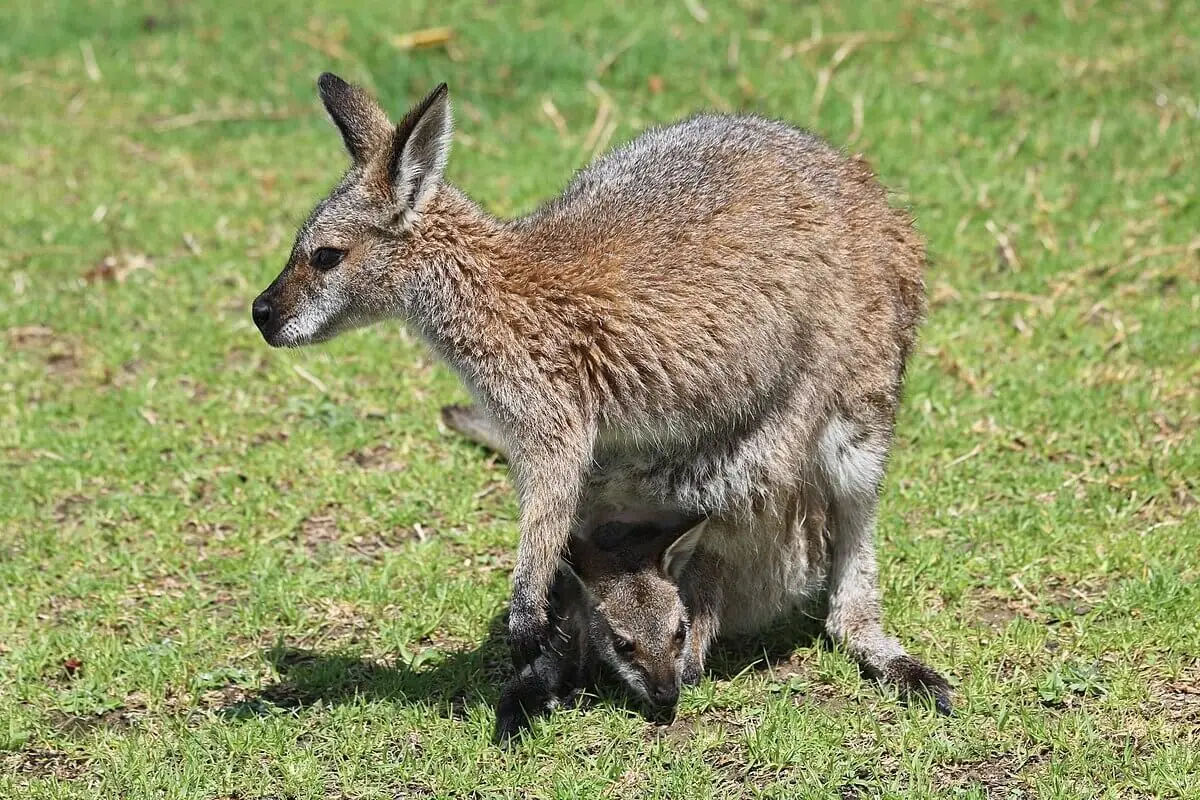 Red-Necked-Wallaby 23
