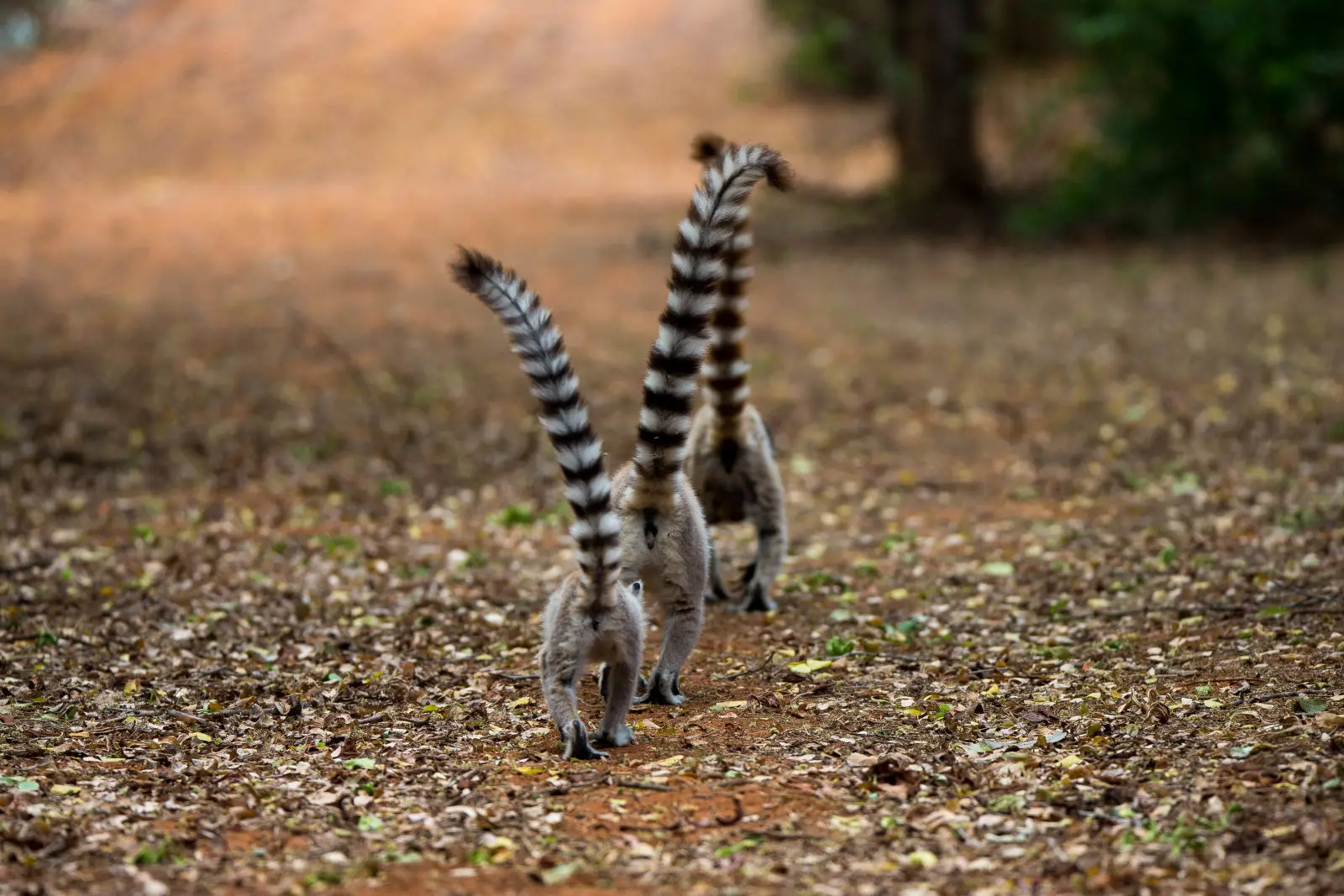 Ring-Tailed-Lemur 02
