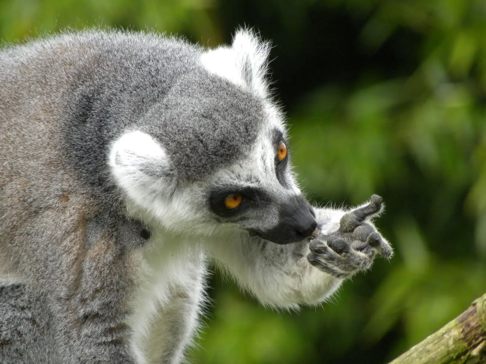 Ring-Tailed-Lemur 03