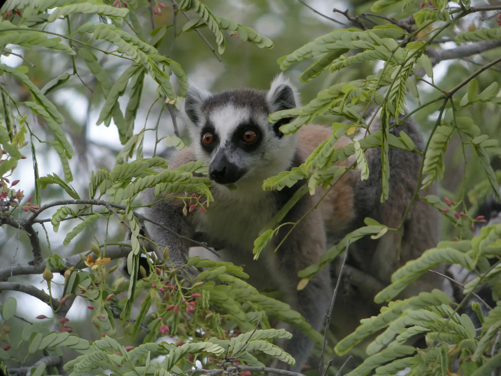 Ring-Tailed-Lemur 04