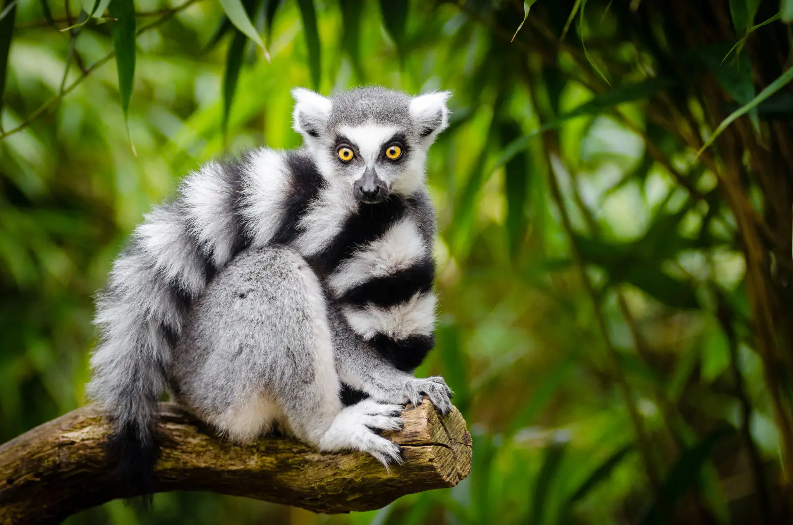 Ring-Tailed-Lemur 05