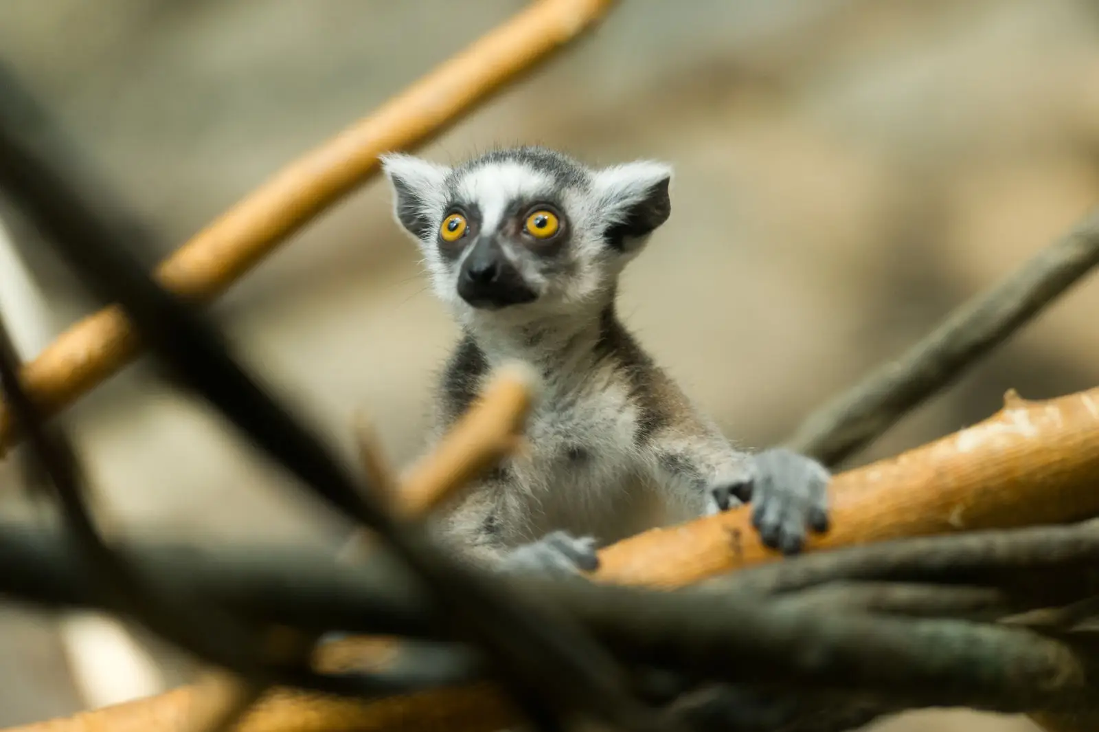 Ring-Tailed-Lemur 06