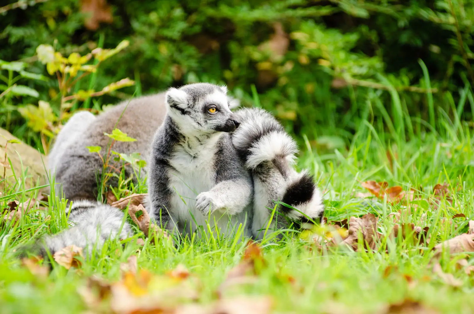 Ring-Tailed-Lemur 07