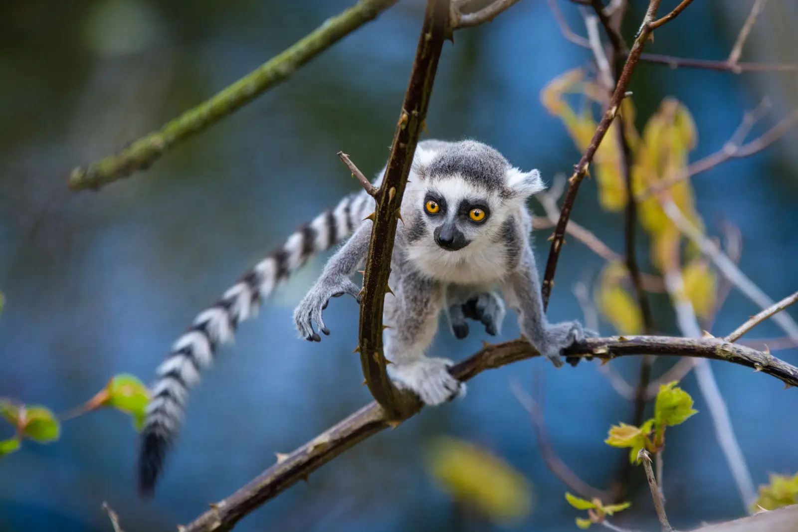 Ring-Tailed-Lemur 08