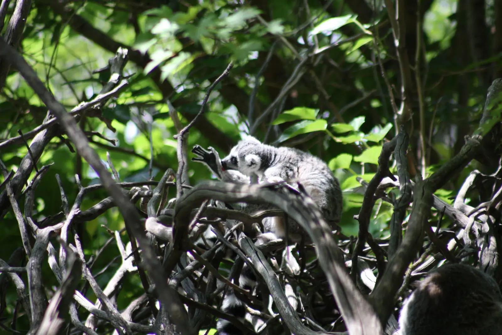 Ring-Tailed-Lemur 09