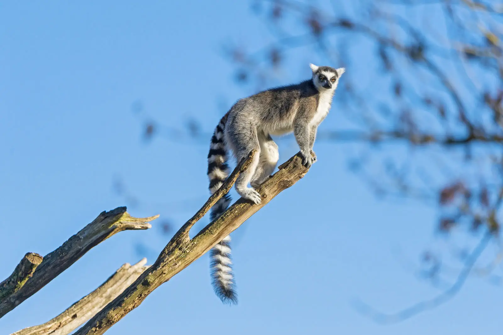 Ring-Tailed-Lemur 10