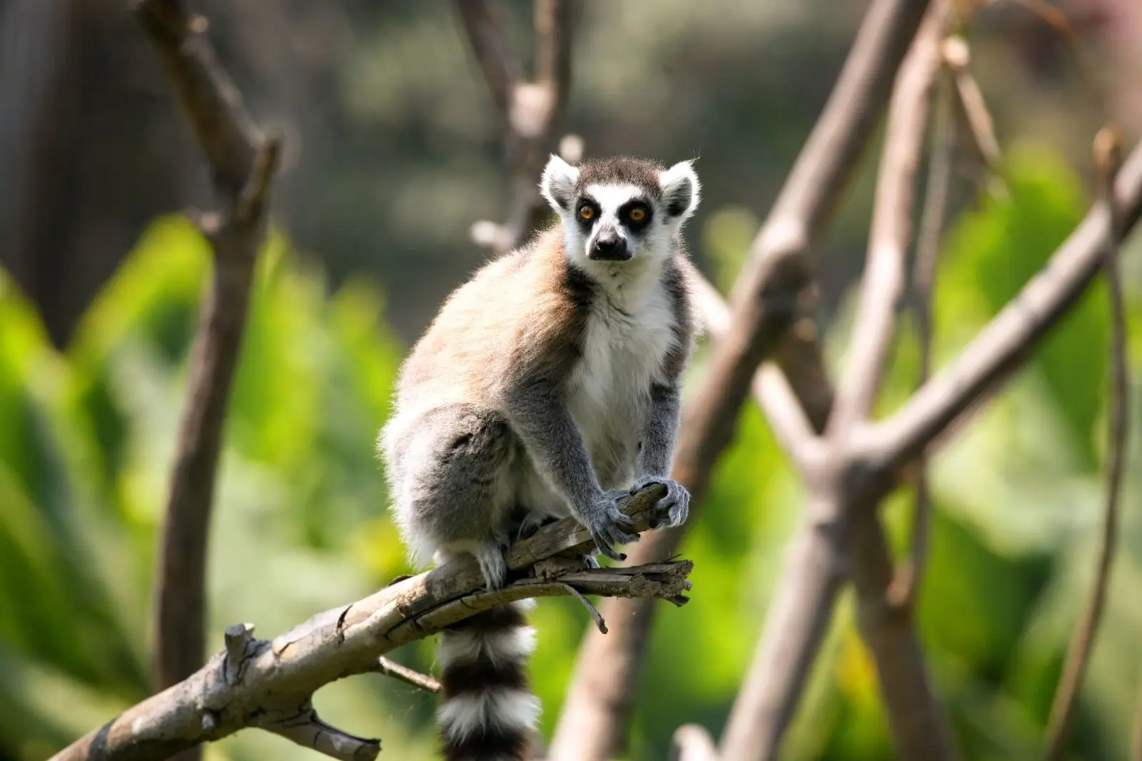 Ring-Tailed-Lemur 11