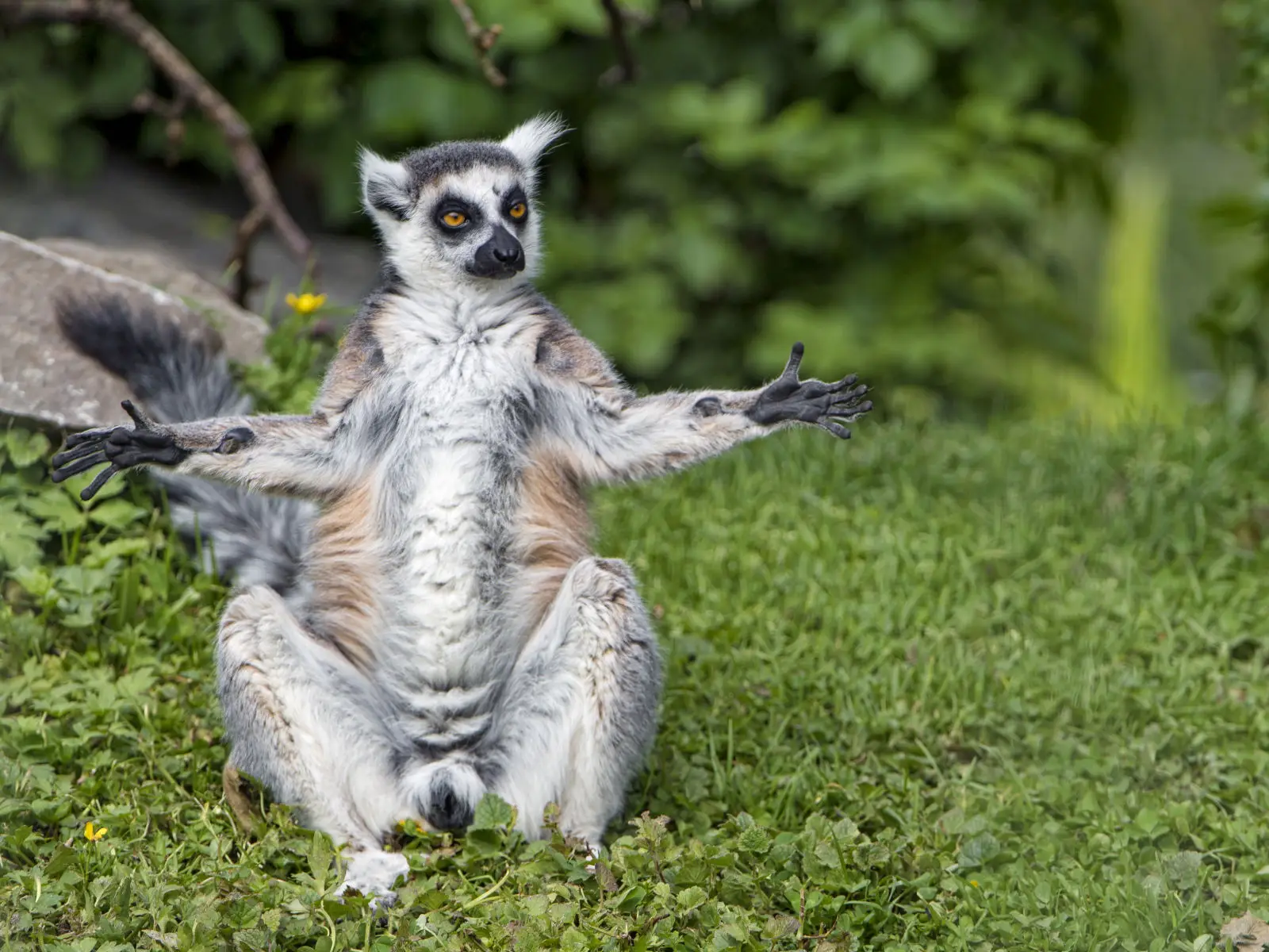 Ring-Tailed-Lemur 12