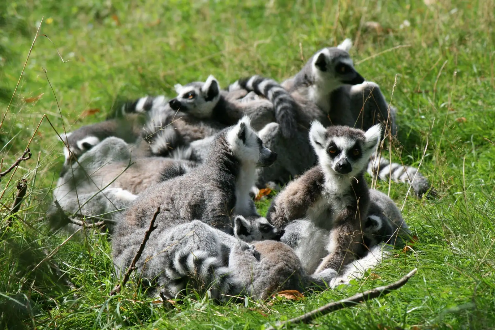 Ring-Tailed-Lemur 13