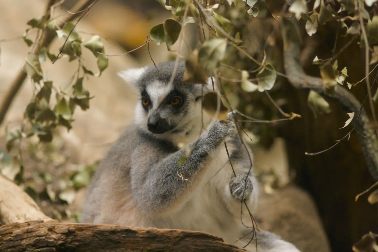 Ring-Tailed-Lemur 14