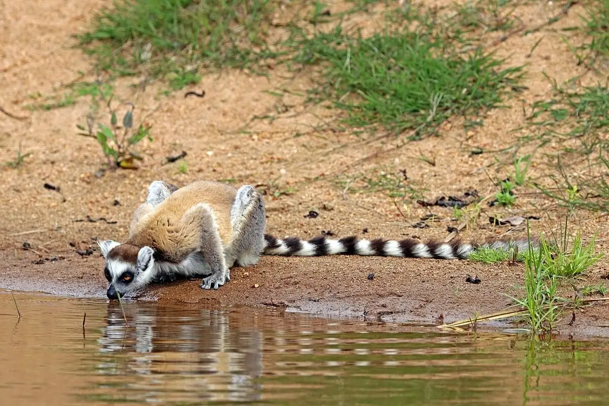 Ring-Tailed-Lemur 15