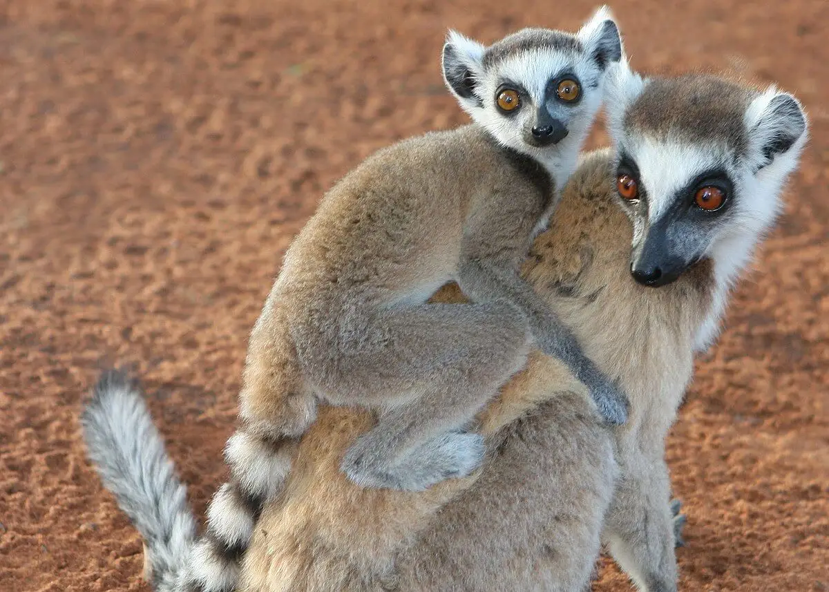 Ring-Tailed-Lemur 16