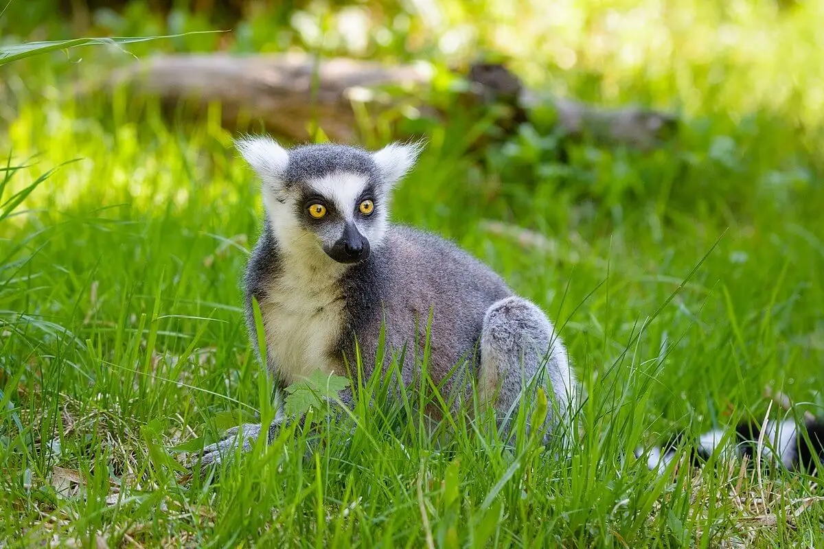 Ring-Tailed-Lemur 17