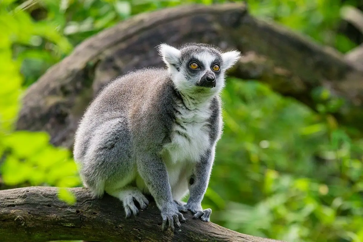 Ring-Tailed-Lemur 18