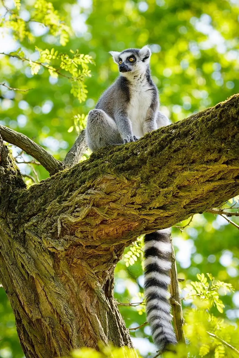 Ring-Tailed-Lemur 19