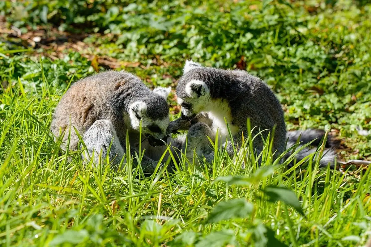 Ring-Tailed-Lemur 20