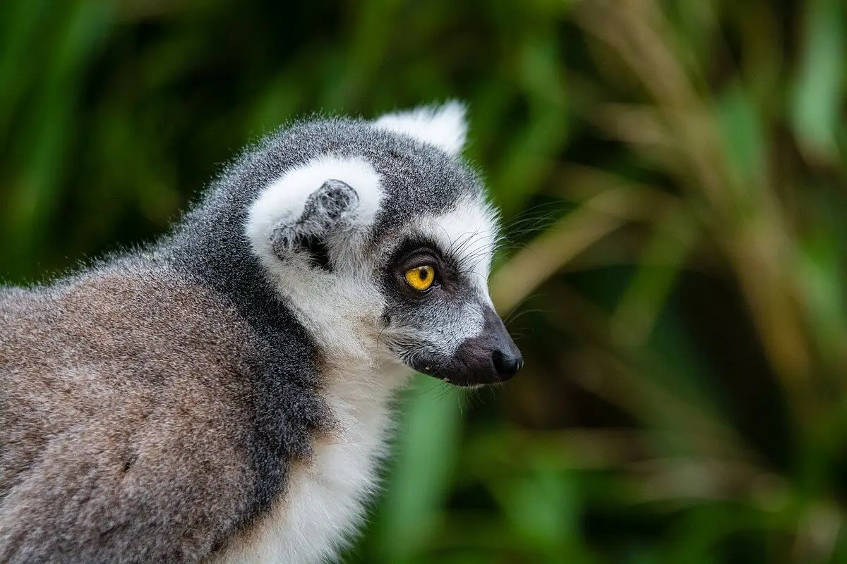 Ring-Tailed-Lemur 21