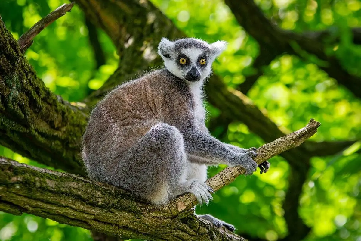 Ring-Tailed-Lemur 23
