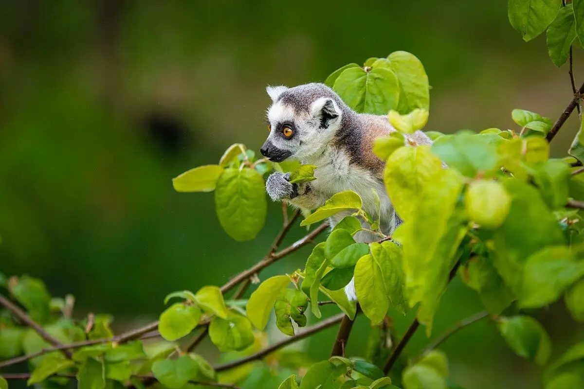 Ring-Tailed-Lemur 24