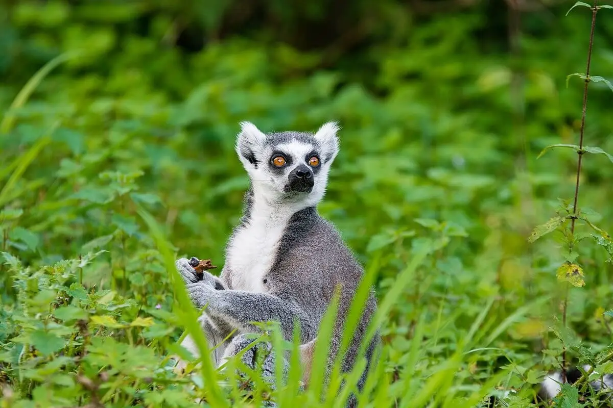 Ring-Tailed-Lemur 25