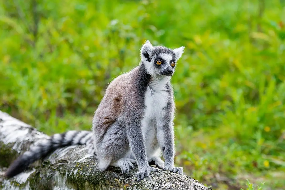 Ring-Tailed-Lemur 26
