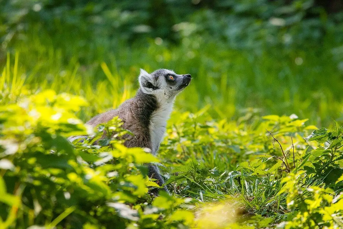 Ring-Tailed-Lemur 27