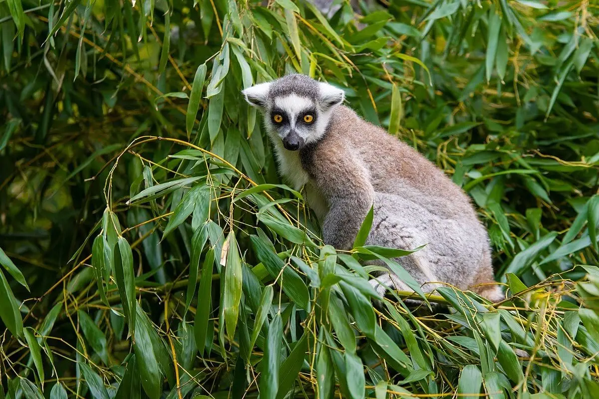 Ring-Tailed-Lemur 28