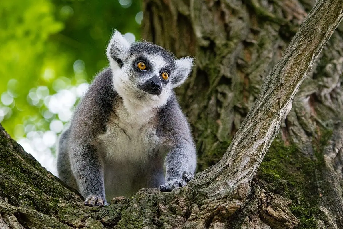 Ring-Tailed-Lemur 29