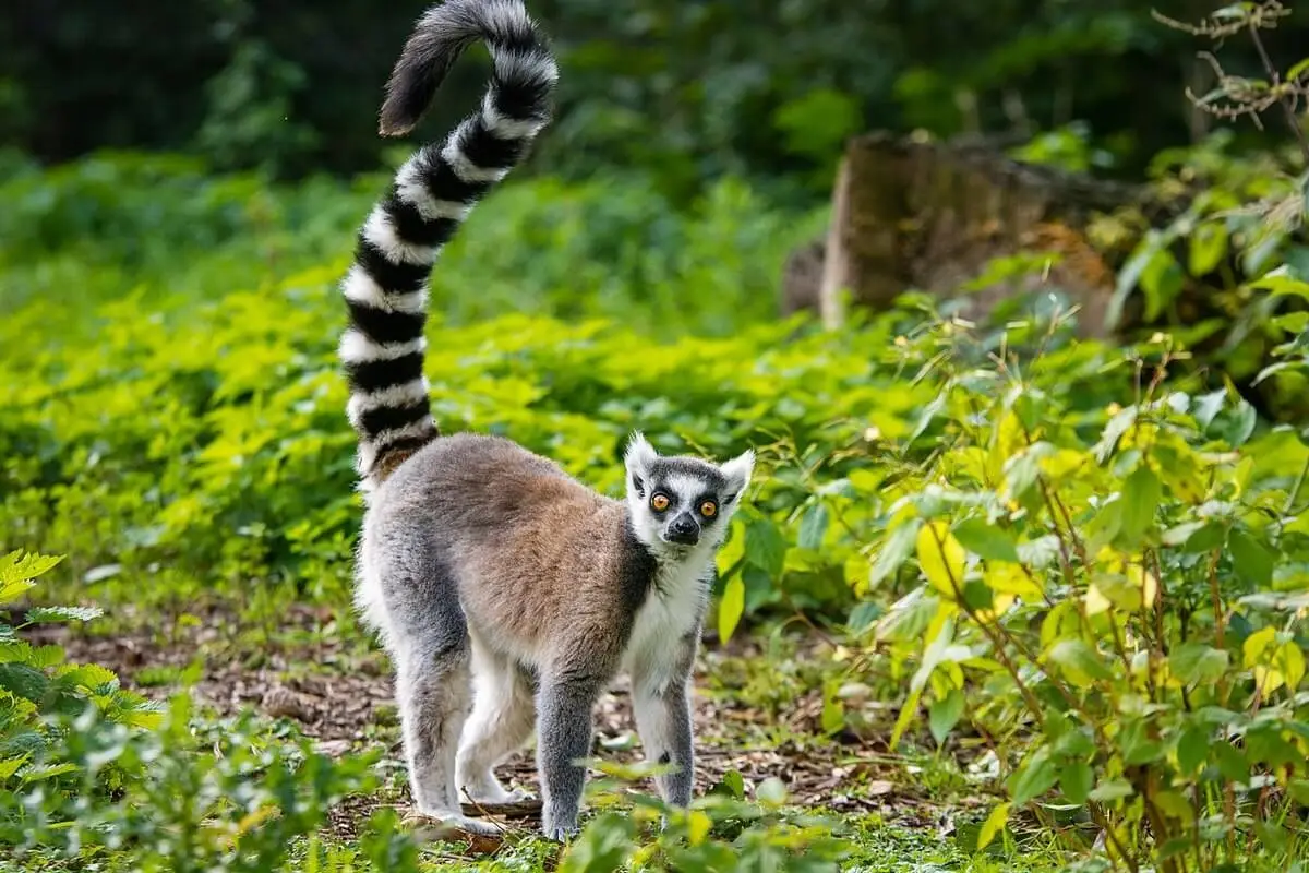 Ring-Tailed-Lemur 30