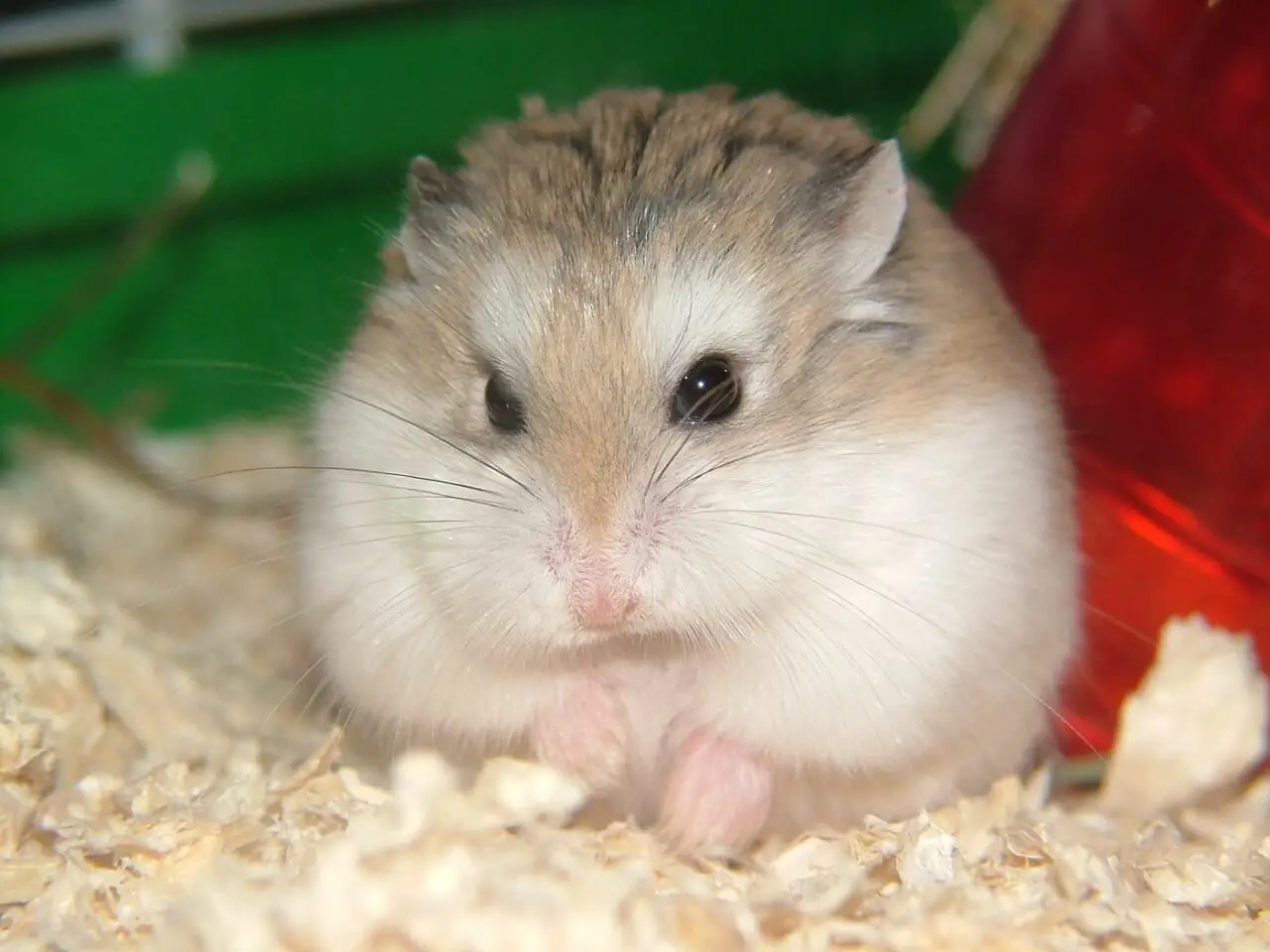 Roborovski-Hamster 02