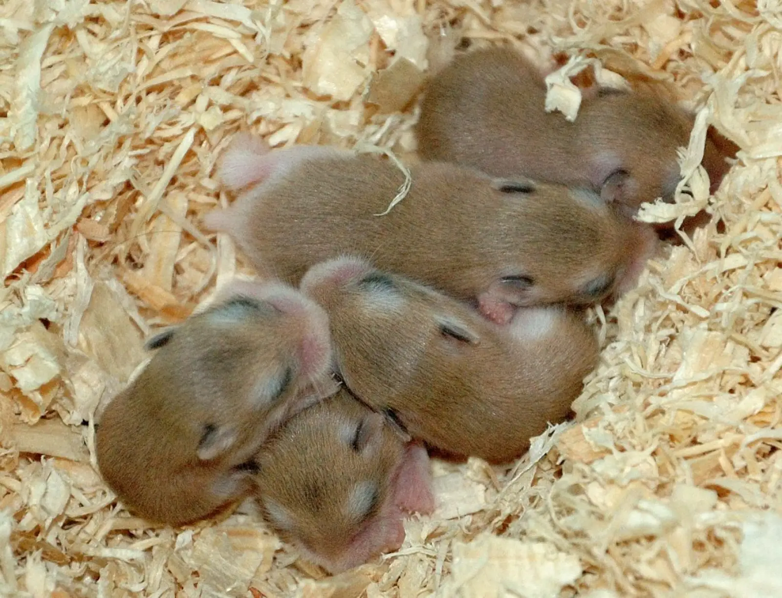 Roborovski-Hamster 04