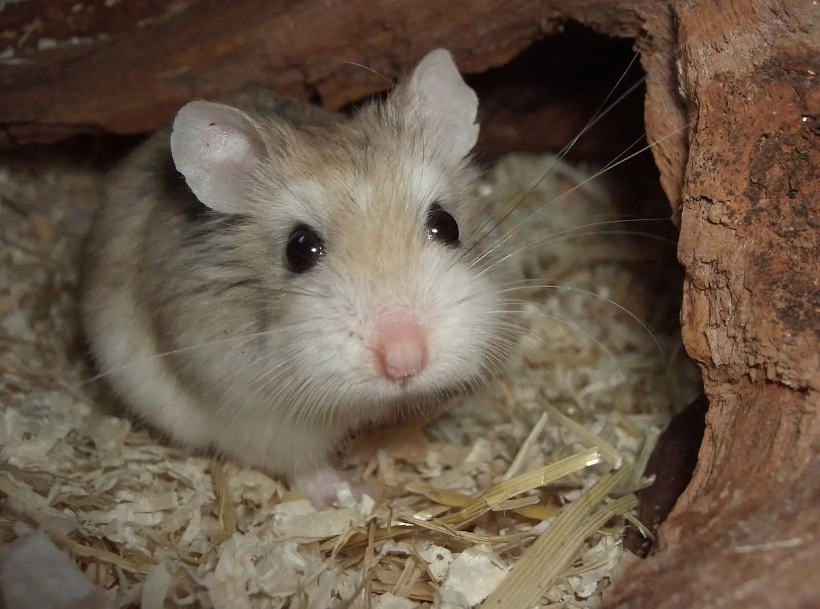 Roborovski-Hamster 06