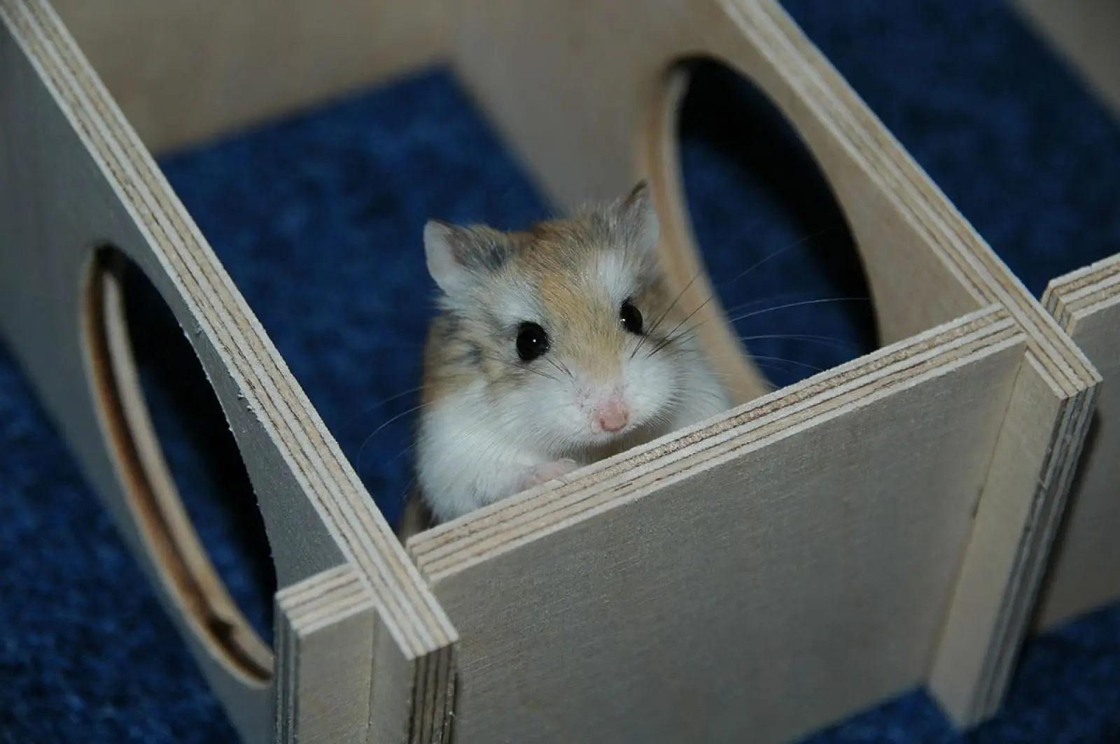 Roborovski-Hamster 07