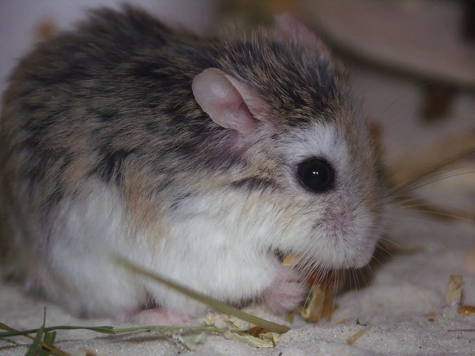 Roborovski-Hamster 08