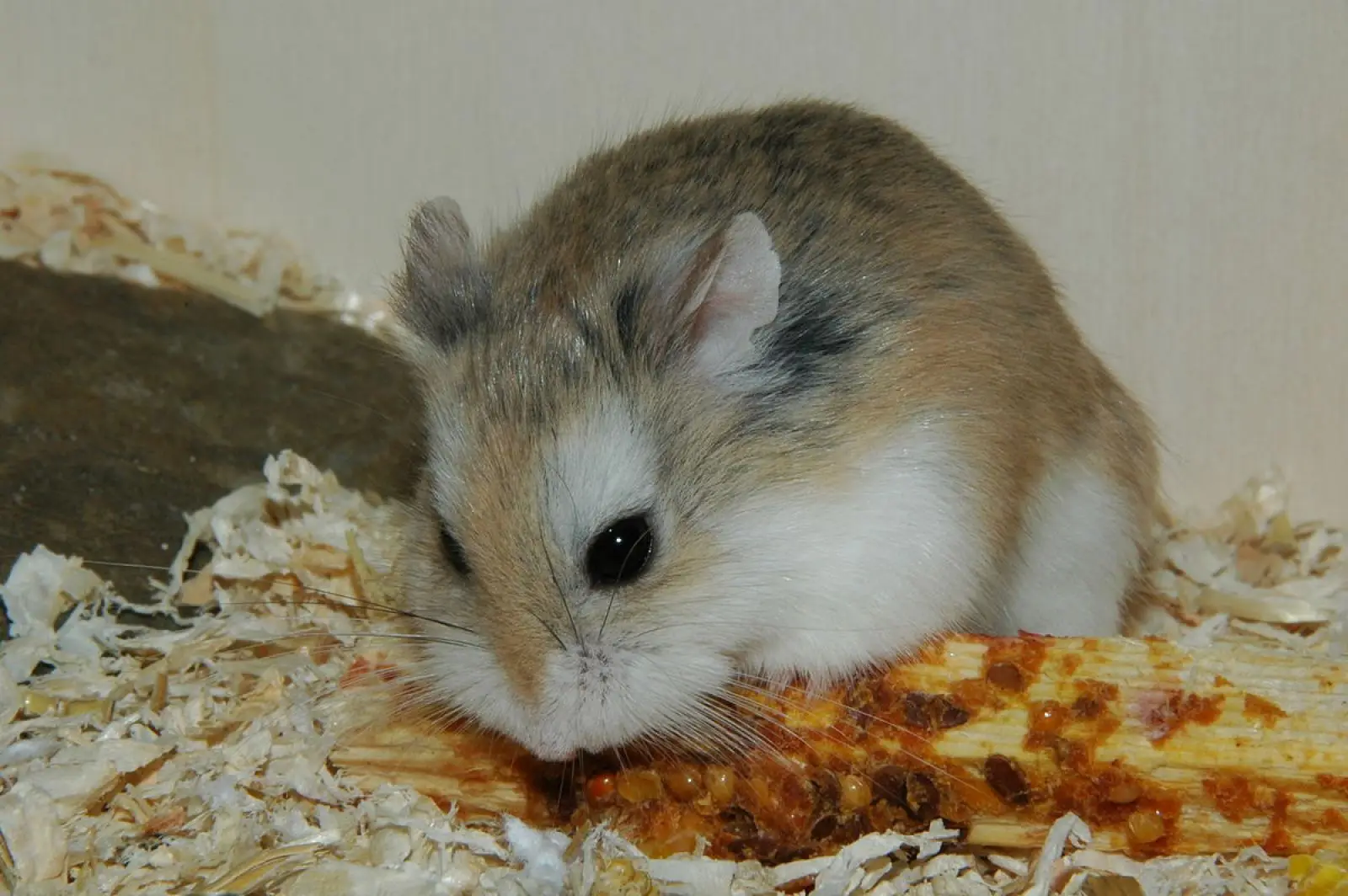 Roborovski-Hamster 09