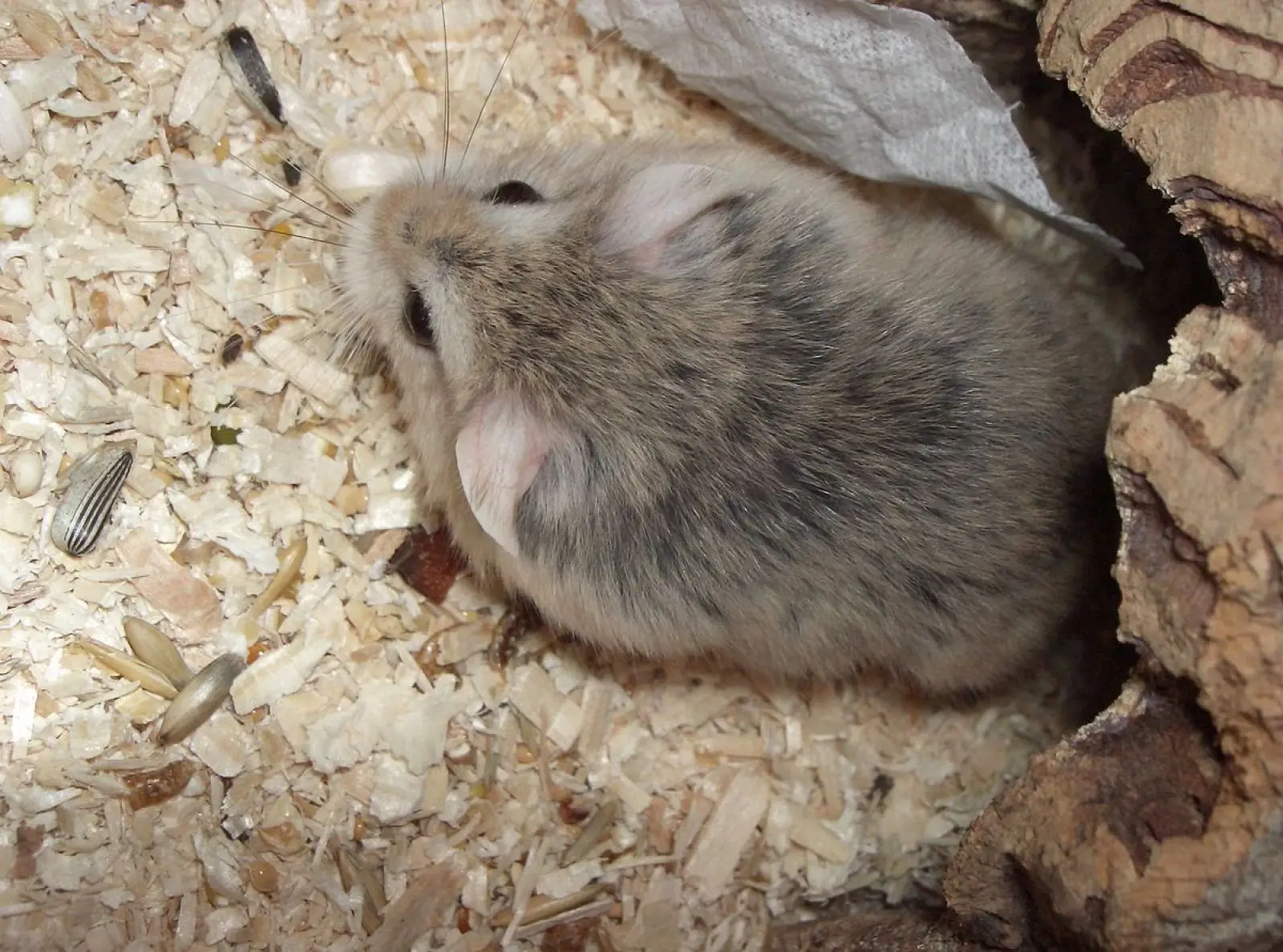 Roborovski-Hamster 10